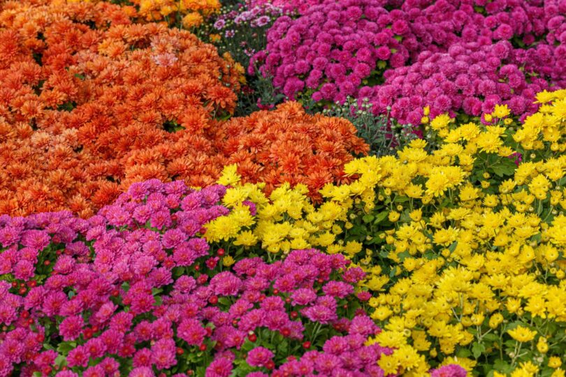 Bedding plants