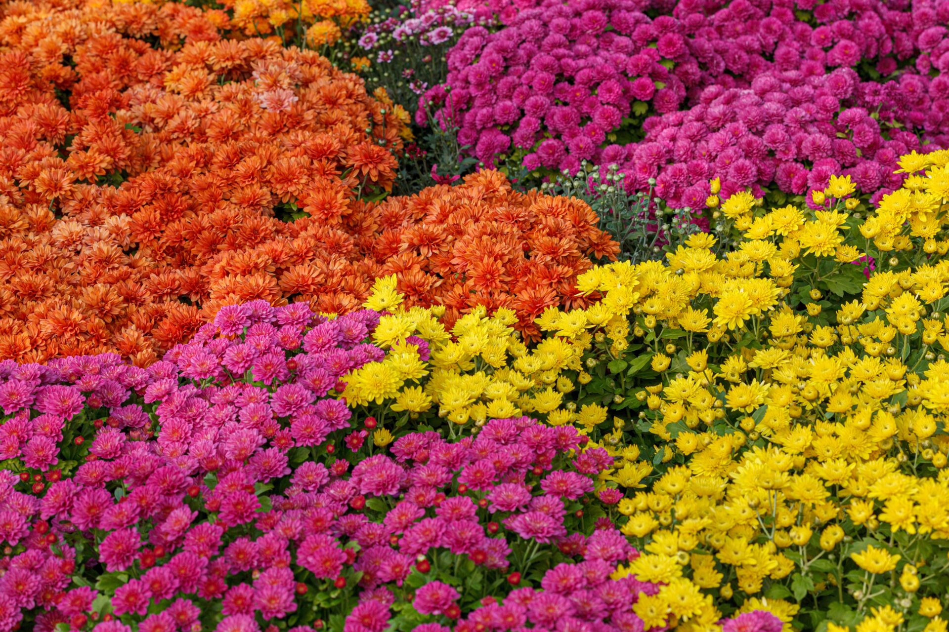 Bedding plants