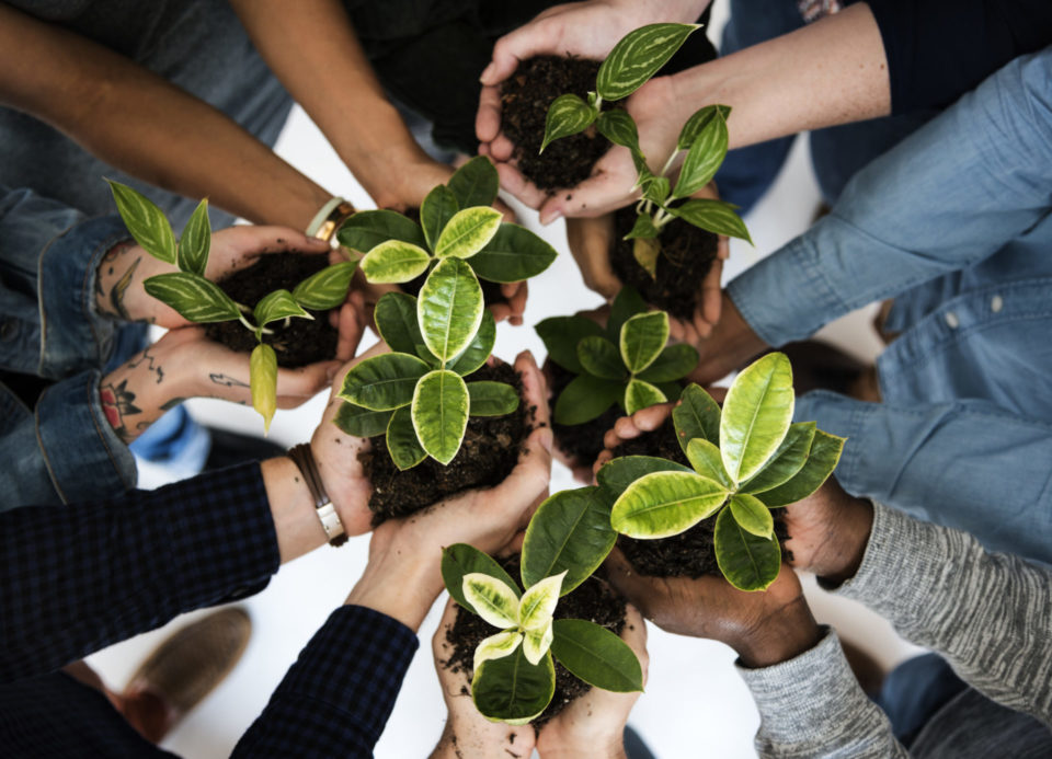 hands holding plants