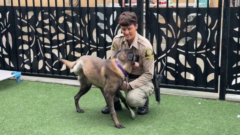 3-legged dog plays with uniformed officer in yard