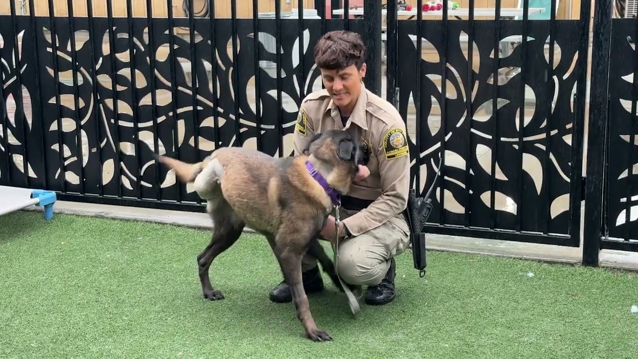 3-legged dog plays with uniformed officer in yard
