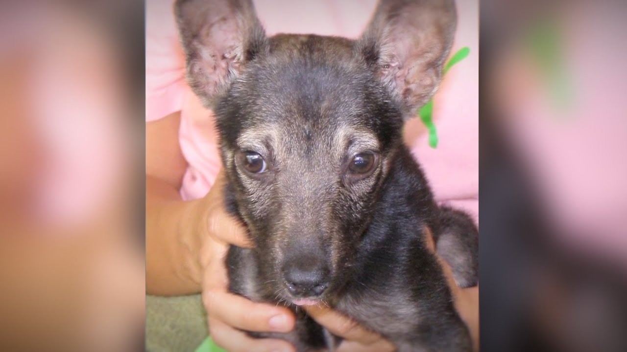 Spirit the dog being held in arms