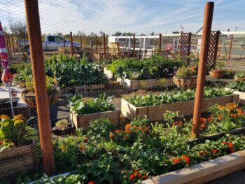 A garden with planting beds and plants growing vegetables.